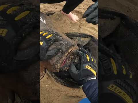 Young Rescuer Saves Entangled Seal #shorts