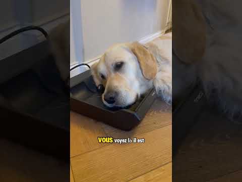 Chien Tesla 🪫 #goldenretriever #dogshorts #funnydog #tesla