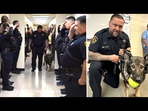 Cops Form Corridor to Salute a K-9 Officer – The Heartbreaking Reason Will Move You to Tears