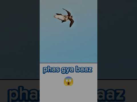 Baaz pakadne ka aasan tarika 💯😱🥰 #shorts #short #pigeon