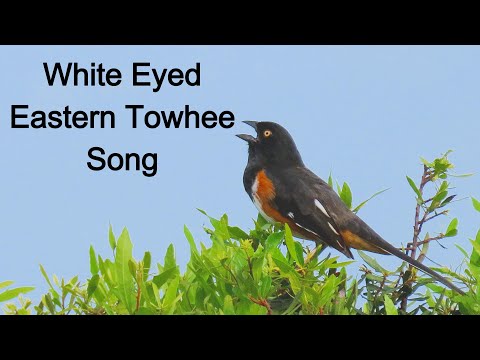 White Eyed Eastern Towhee Song