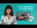 Sea Otter Ecosystem Dynamics
