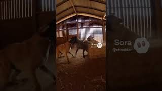 When a Mountain Lion Attacks: POV Forest Encounter (AI Simulation) #animals #soralife #lionfunny #ai