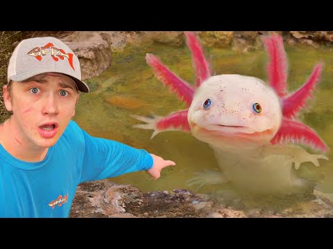 I Found Axolotls in an Abandoned Pond!