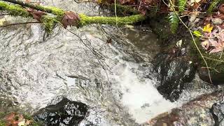 Salmon at creek log