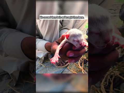 Rescuing A Family Cat And Her Baby That Got Abused 😭