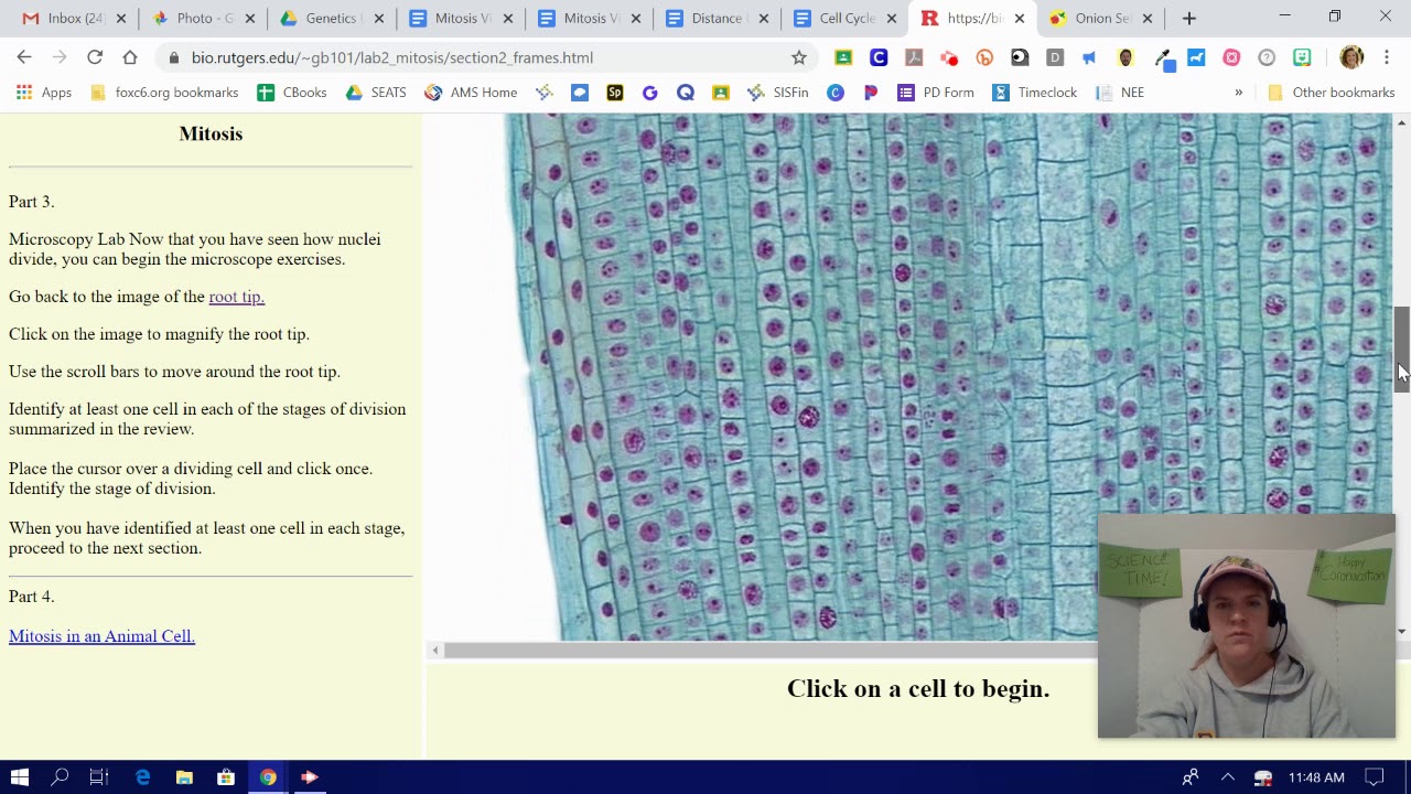 Cell Cycle Virtual Lab Answers: Exploring the World of Cellular Division