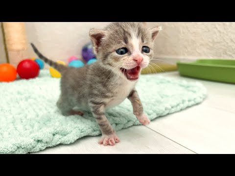 Live: A Day in the Life of Two Foster Kittens – Play, Nap, Repeat!