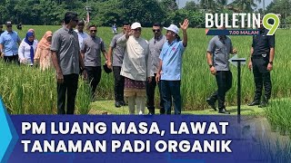 PM Turun Padang Lihat Tanaman Padi Organik