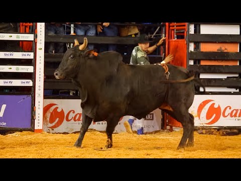 DISPUTA FINAL em TOUROS | Rodeio de RIO VERDE-GO 2025