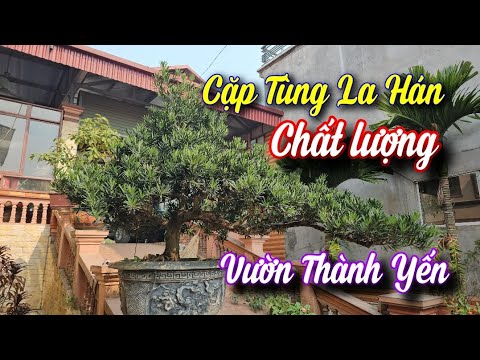 SH.9912. Cặp Tùng La Hán rất chất lượng vườn ông Thành Yến Đoan Hùng Phú Thọ.