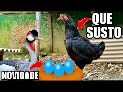 Alimentando as aves | NOVA POSTURA e preocupação com  Grou, ELA VAI CHOCAR ? | Aves Recriar