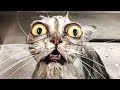 Exploring the Funniest Moments of Cats and Dogs
