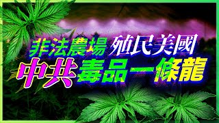美國社區正被境外金流與非法網絡滲入，卻沒人說破！統戰與金流怎麼摧毀美國基層社會！