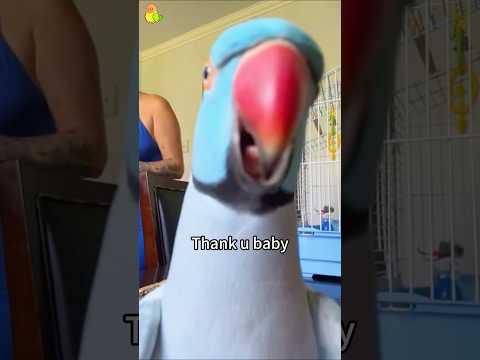 Funny parrots 🤣 #funnyvideo #funny #pets #parrot
