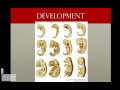 Phylogenetic Analysis Concepts