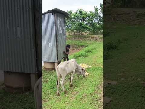 #comedy #funny #shortvideo #viralvideo