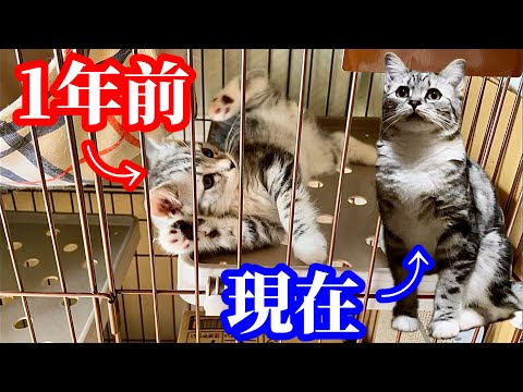 生後2ヶ月のマンチカン子猫は1歳になっても可愛かった