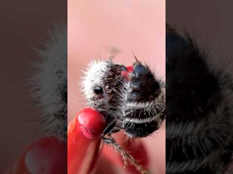 Panda Ant Sting!