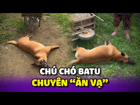 Chú chó “Batu” chuyên Ăn Vạ 😂