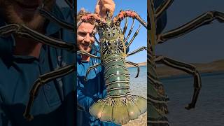 GIANT CRAYFISH! Barehanded Catch