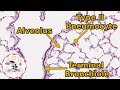 Functions and Structures of Lung Cells