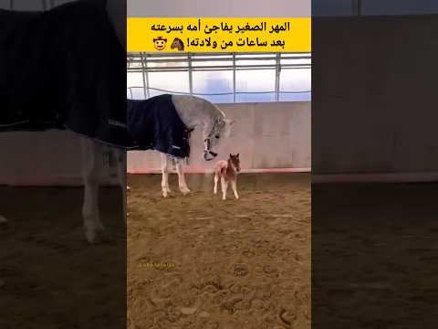 مُهر  يفاجئ أمه بسرعته بعد ساعات من ولادته!🐴🤠