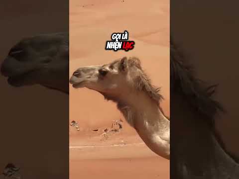 ĐỪNG GIẾ.T NHỆN LẠC ĐÀ ? Có thể bạn chưa biết #dongvat