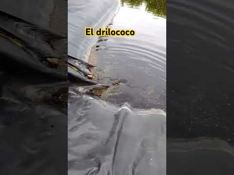 El drilococo #fishing #amazing