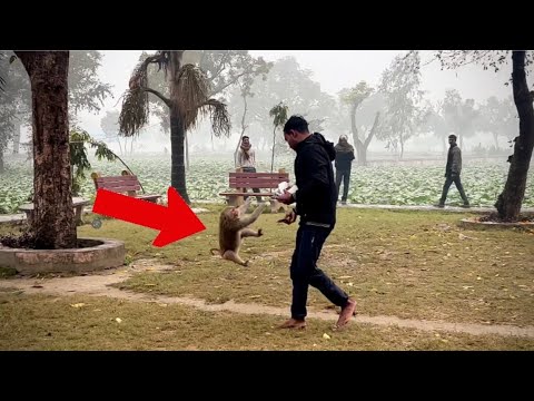 Salute Indian 🇮🇳army boys Shamshabad Chamke Mandir ￼ Bunder monkey 🙈 #ytshorts #trending #youtube