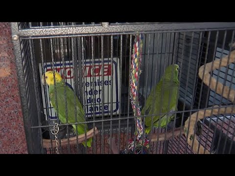 Brooklyn parrots Linda and Lindo reunited after shocking birdnapping caught on camera | NBC new York