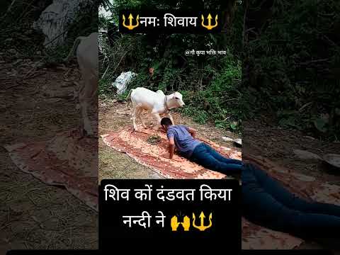 शिव कों दंडवत किया नन्दी ने 🙌🔱#गौकृपाभक्तिभाव