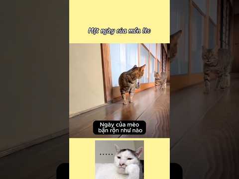 Một ngày của mèo sẽ như thế nào #chamsocthucung #pet #animals #meow #dog #cutecat #funny #pets