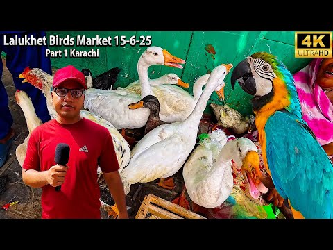 Lalukhet Exotic Birds Market 15-6-25 Part 1 Karachi Fancy Hen and Rooster Unique Parrots and Birds