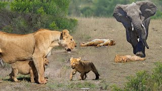 Elephant Tramples Lion Cubs — Furious Lioness Strikes Back | Shocking Wild Revenge