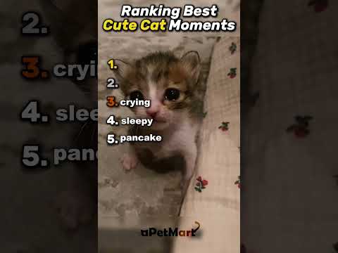 Top 5 Cats💀 #cats #cat #funnyanimals #animals #funnypets #catcore #catsofinstagram #fyp #pets #cute