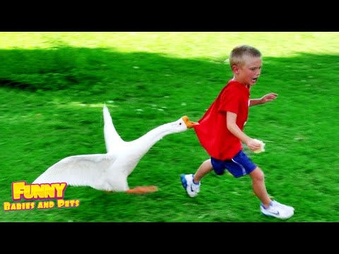 BEST Video Of Cute Baby Playing With Duck ★ Funny Babies and Pets