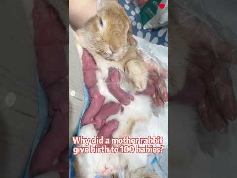 Why did a mother rabbit give birth to 100 babies🥲#animals #love #shorts