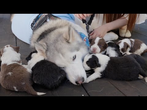 初めてボーダーコリーの赤ちゃん犬に会ったハスキーの行動が可愛すぎた！