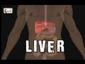 Understanding the Liver: Anatomy and Functions