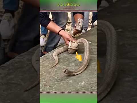 أمهر الصيادين الأفاعي يزيل القيد بشكل لطيف #shorts