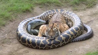 Unbelievable Jungle Encounter Caught on Camera