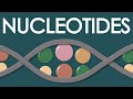 Nucleotide Structure and Function