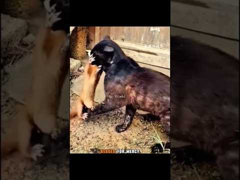 The Weasel was grabbed by the neck by the Cat😂 #cat #funnyshorts  #shorttrending