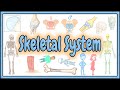 Human Skeletal System Concepts