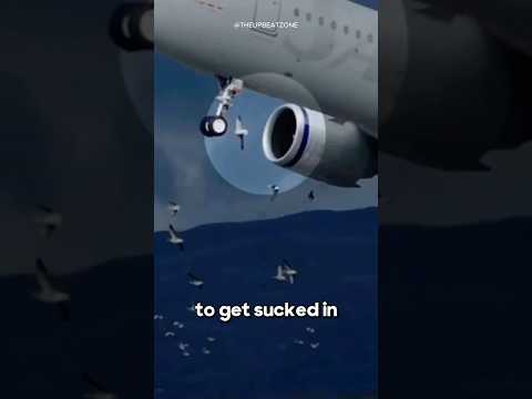 Why Jets Don’t Have Bird Blockers 🤔