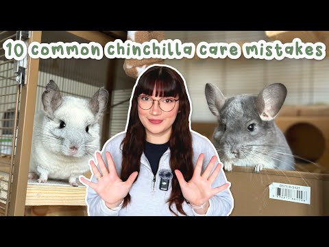 Don't make these 10 common chinchilla care mistakes