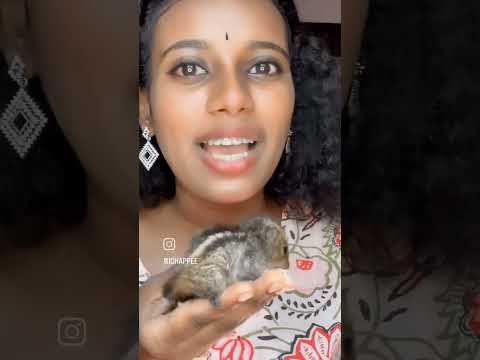 പാട്ട് ഓടി പോയി?