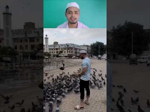 Momin Bhai Ka Jazba: Kabutar Ke Liye Anaj! 🕊️🕌🤲 #IslamicVideo #ViralVideo #MominBhai