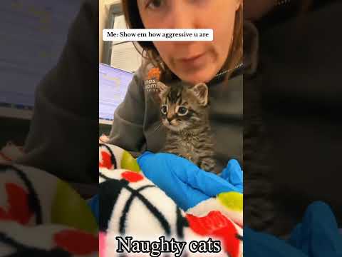 Funniest Cats Ever | Try Not to Laugh#funny